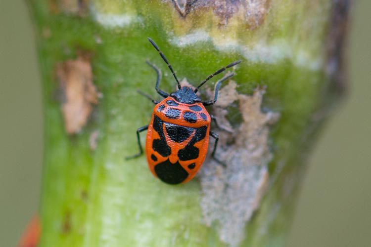 Eurydema dominulus © Romain Baghi