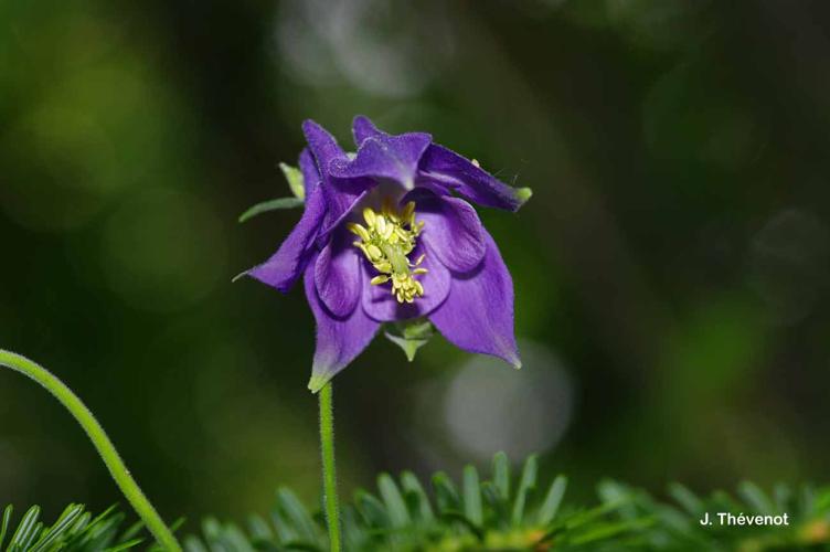 <i>Aquilegia vulgaris</i> L., 1753 © J. Thévenot