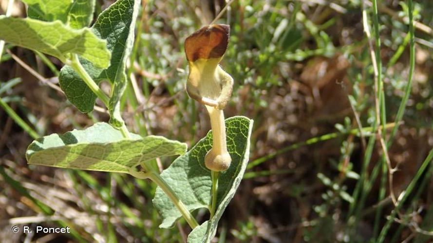 <i>Aristolochia pistolochia</i> L., 1763 © A.-H. Paradis & R. Poncet