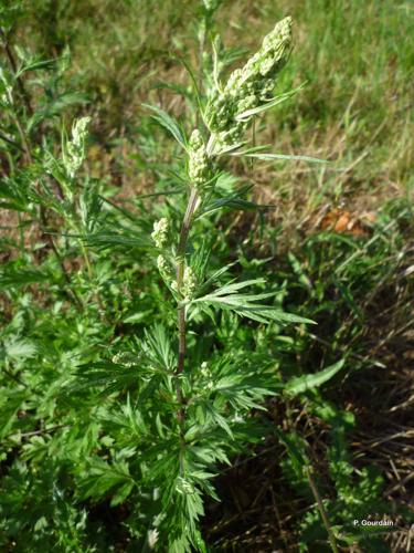 <i>Artemisia vulgaris</i> L., 1753 © P. Gourdain