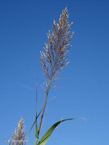 <i>Arundo donax</i> L., 1753 © P. Rouveyrol