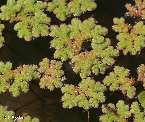 <i>Azolla filiculoides</i> Lam., 1783 © S. Filoche