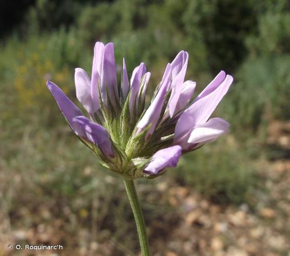 <i>Bituminaria bituminosa</i> (L.) C.H.Stirt., 1981 © O. Roquinarc'h