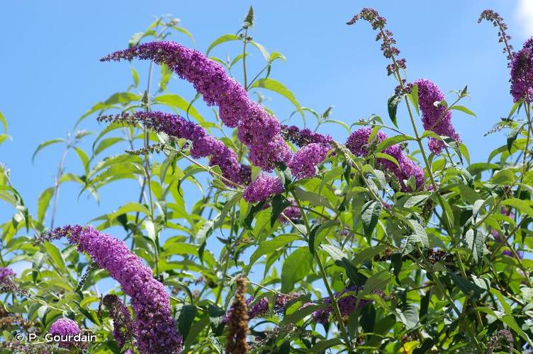 <i>Buddleja davidii</i> Franch., 1887 © P. Gourdain