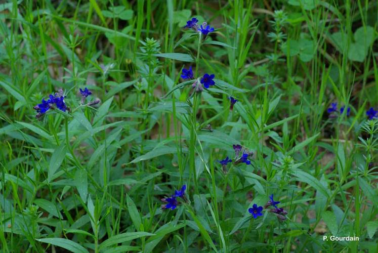 <i>Buglossoides purpurocaerulea</i> (L.) I.M.Johnst., 1954 © P. Gourdain