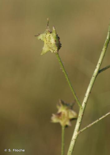 <i>Bunias erucago</i> L., 1753 © S. Filoche