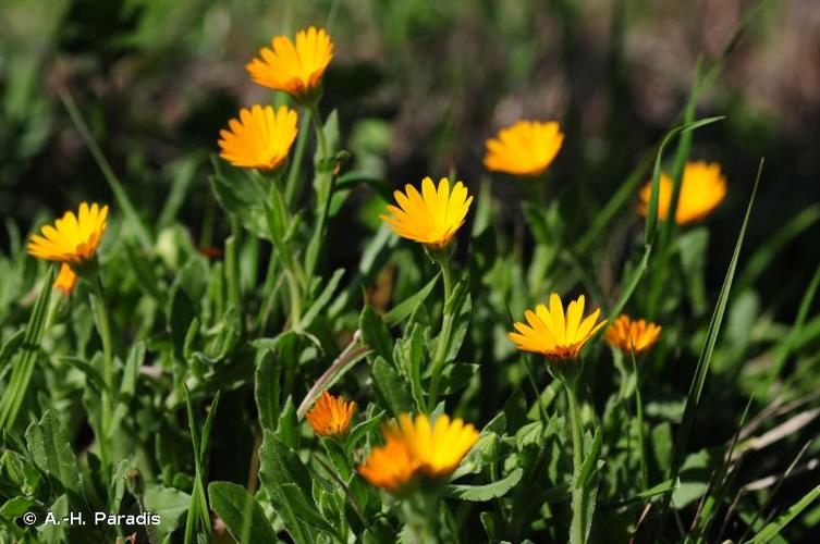 <i>Calendula arvensis</i> L., 1763 © A.-H. Paradis & R. Poncet