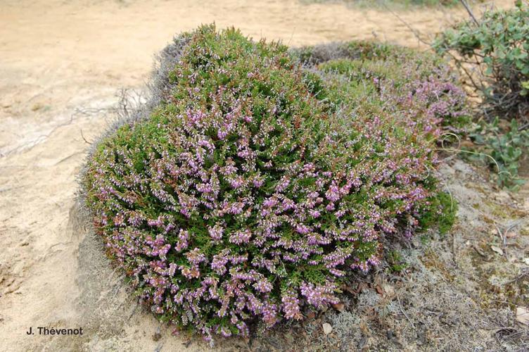 <i>Calluna vulgaris</i> (L.) Hull, 1808 © J. Thévenot