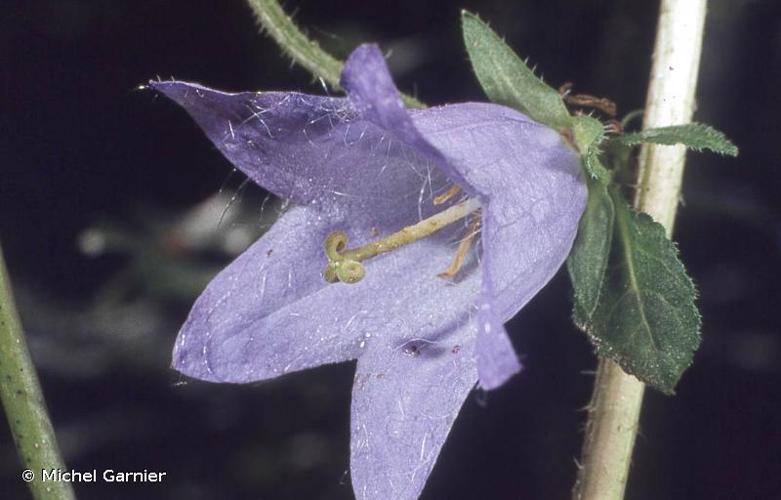 <i>Campanula trachelium</i> L., 1753 © Michel Garnier