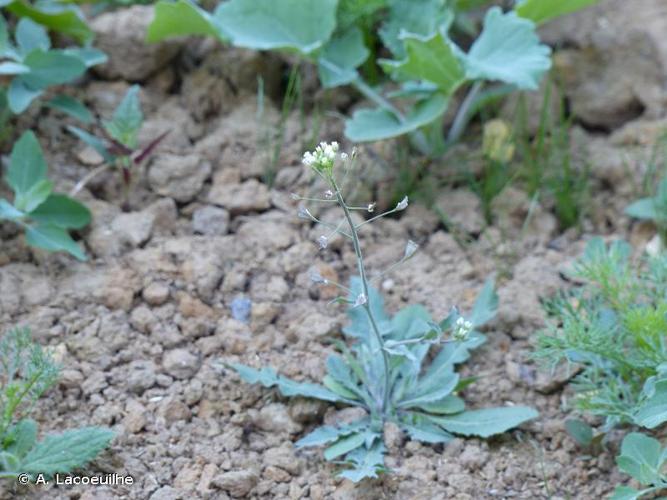 <i>Capsella bursa-pastoris</i> (L.) Medik., 1792 © A. Lacoeuilhe