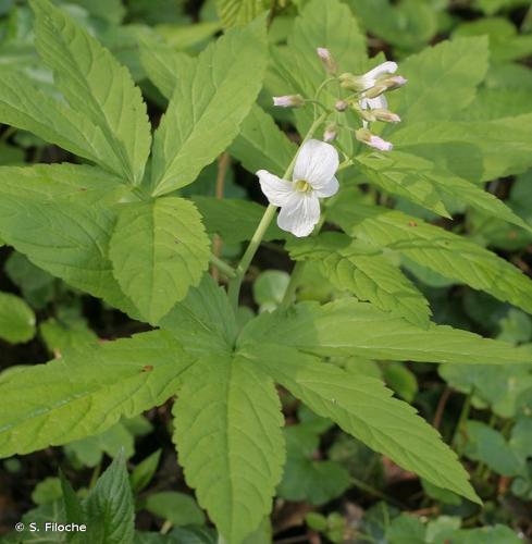 <i>Cardamine heptaphylla</i> (Vill.) O.E.Schulz, 1903 © S. Filoche