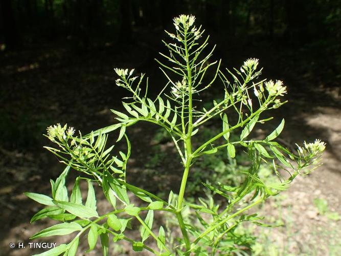 <i>Cardamine impatiens</i> L., 1753 © H. TINGUY