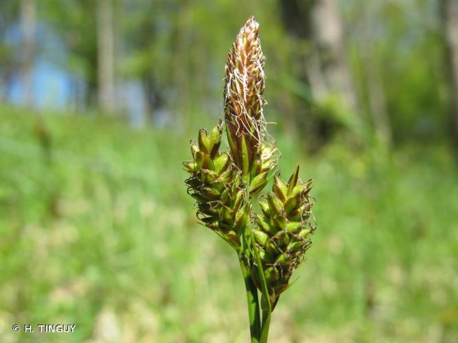 <i>Carex caryophyllea</i> Latourr., 1785 © H. TINGUY