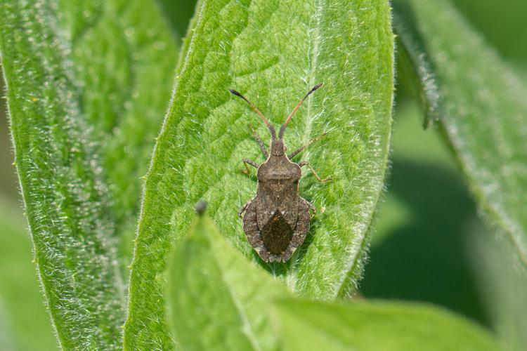 Enoplops scapha © Romain Baghi