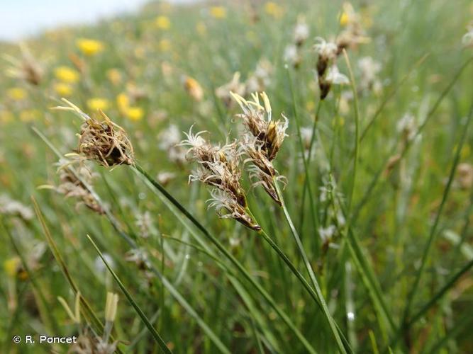 <i>Carex divisa</i> Huds., 1762 © A.-H. Paradis & R. Poncet