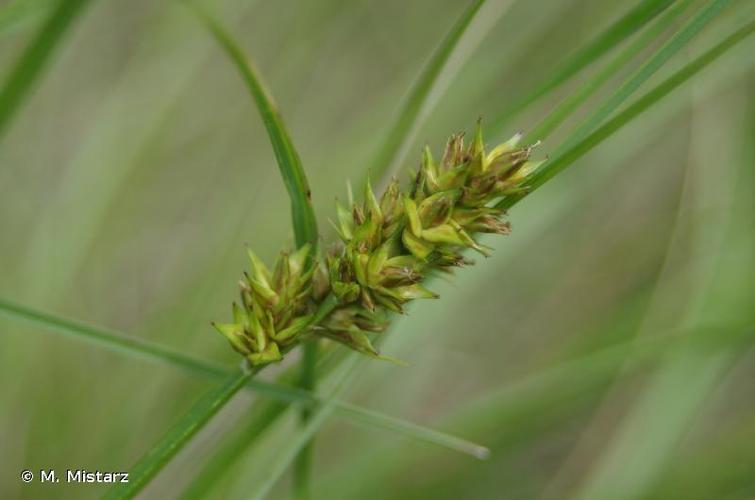 <i>Carex otrubae</i> Podp., 1922 © M. Mistarz