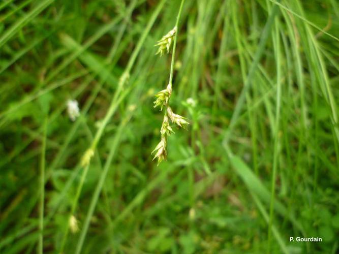 <i>Carex remota</i> L., 1755 © P. Gourdain