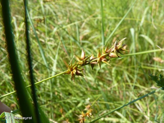 <i>Carex spicata</i> Huds., 1762 © P. Rouveyrol