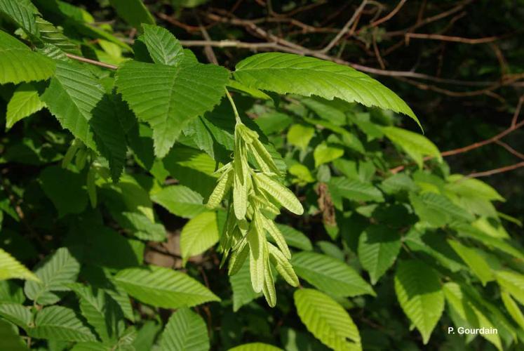 <i>Carpinus betulus</i> L., 1753 © P. Gourdain