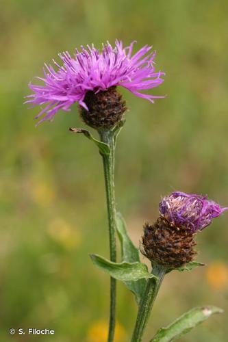 <i>Centaurea decipiens</i> Thuill., 1799 © S. Filoche