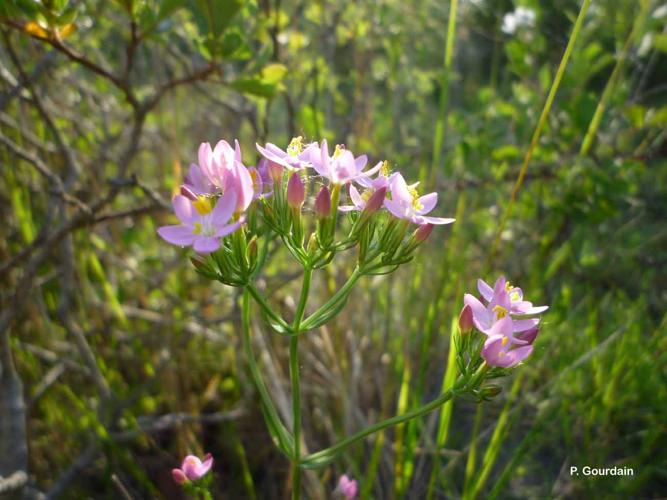 <i>Centaurium erythraea</i> Rafn, 1800 © P. Gourdain