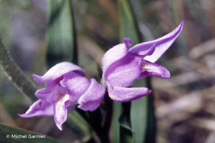 <i>Cephalanthera rubra</i> (L.) Rich., 1817 © Michel Garnier