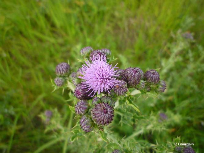 <i>Cirsium arvense</i> (L.) Scop., 1772 © P. Gourdain