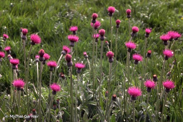 <i>Cirsium dissectum</i> (L.) Hill, 1768 © Michel Garnier