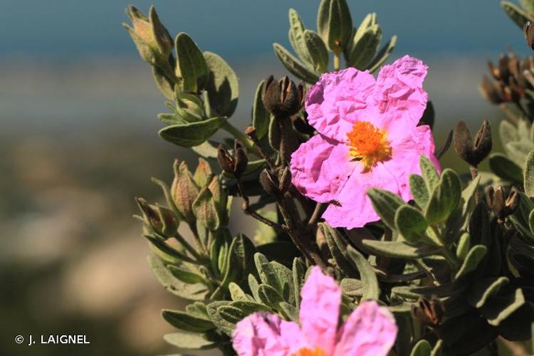 <i>Cistus albidus</i> L., 1753 © J. LAIGNEL