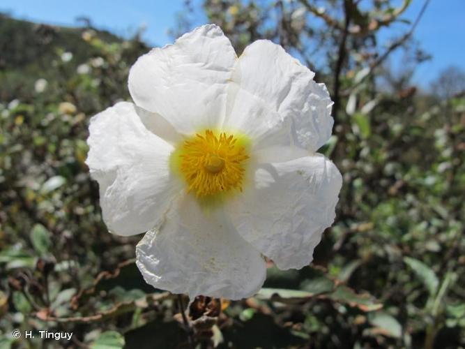 <i>Cistus laurifolius</i> L., 1753 © H. Tinguy
