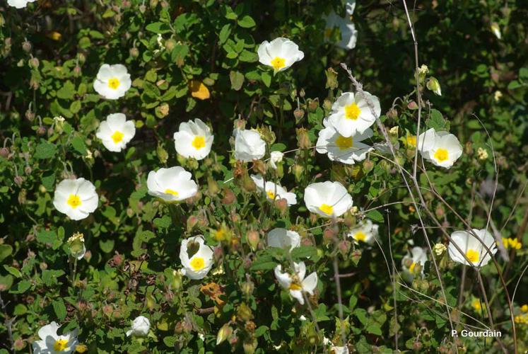 <i>Cistus salviifolius</i> L., 1753 © P. Gourdain