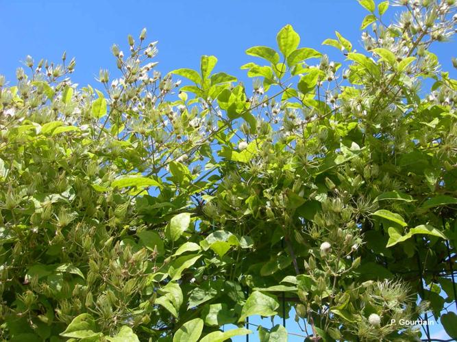 <i>Clematis vitalba</i> L., 1753 © P. Gourdain