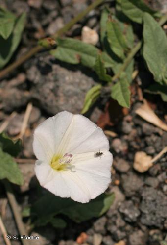 <i>Convolvulus arvensis</i> L., 1753 © S. Filoche