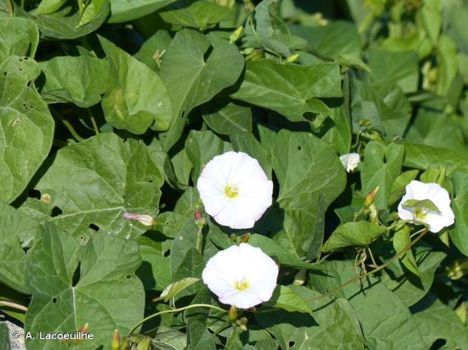 <i>Convolvulus sepium</i> L., 1753 © A. Lacoeuilhe