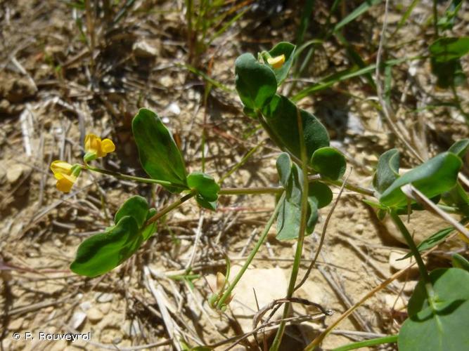 <i>Coronilla scorpioides</i> (L.) W.D.J.Koch, 1837 © P. Rouveyrol