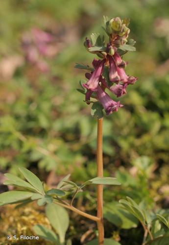 <i>Corydalis solida</i> (L.) Clairv., 1811 © S. Filoche