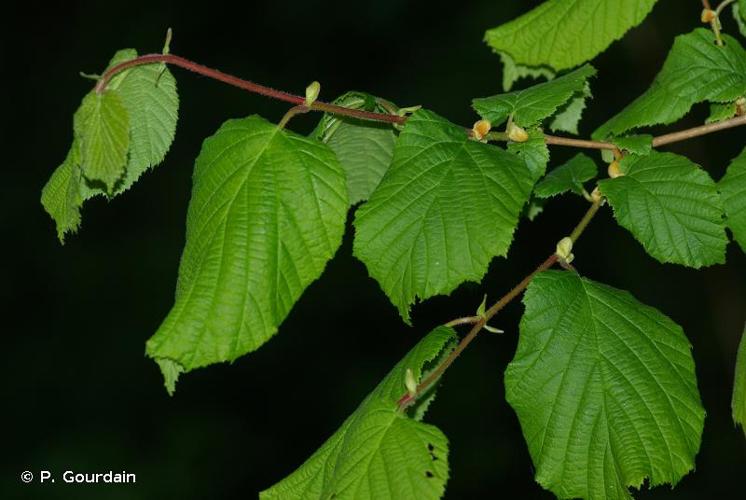 <i>Corylus avellana</i> L., 1753 © P. Gourdain