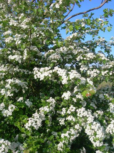 <i>Crataegus monogyna</i> Jacq., 1775 © P. Gourdain