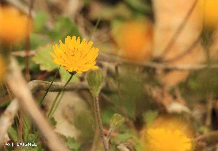 <i>Crepis sancta</i> (L.) Bornm., 1913 © J. LAIGNEL