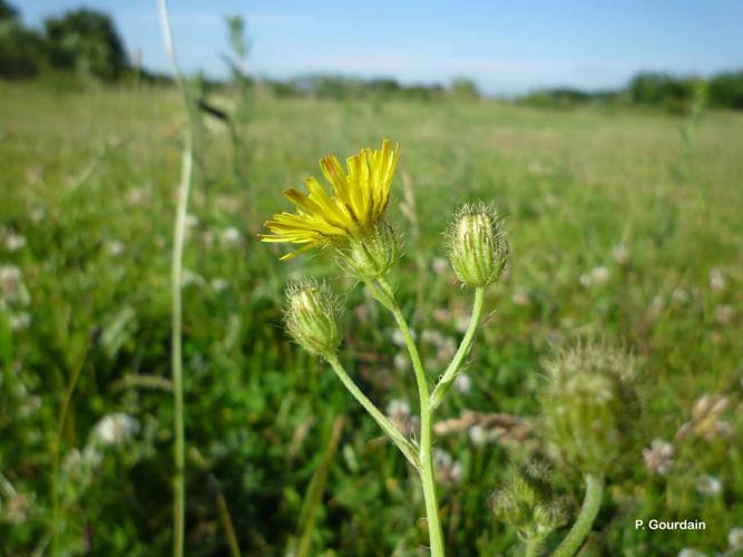 <i>Crepis setosa</i> Haller f., 1797 © P. Gourdain