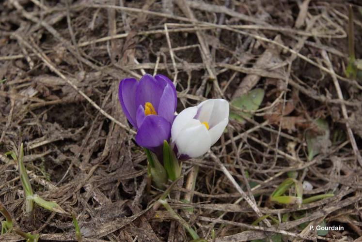 <i>Crocus vernus</i> (L.) Hill, 1765 © P. Gourdain