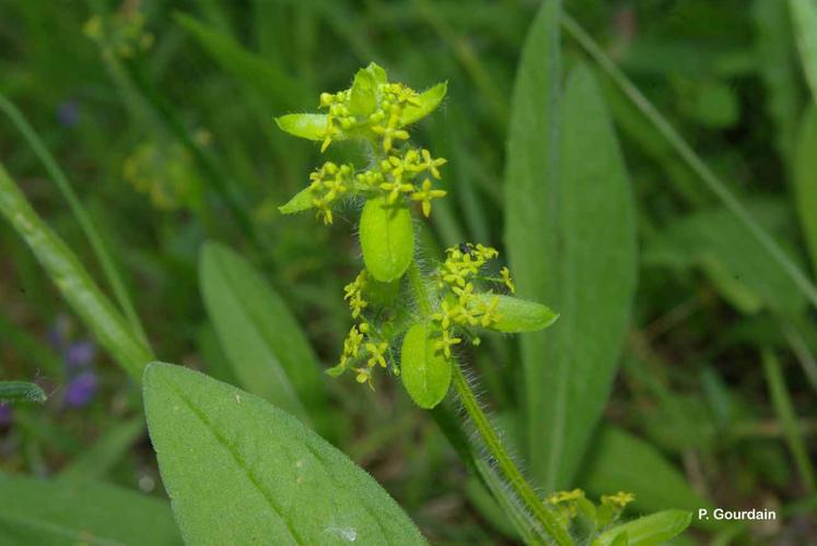 <i>Cruciata laevipes</i> Opiz, 1852 © P. Gourdain