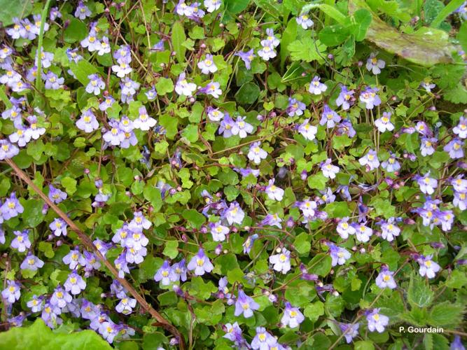 <i>Cymbalaria muralis</i> G.Gaertn., B.Mey. & Scherb., 1800 © P. Gourdain