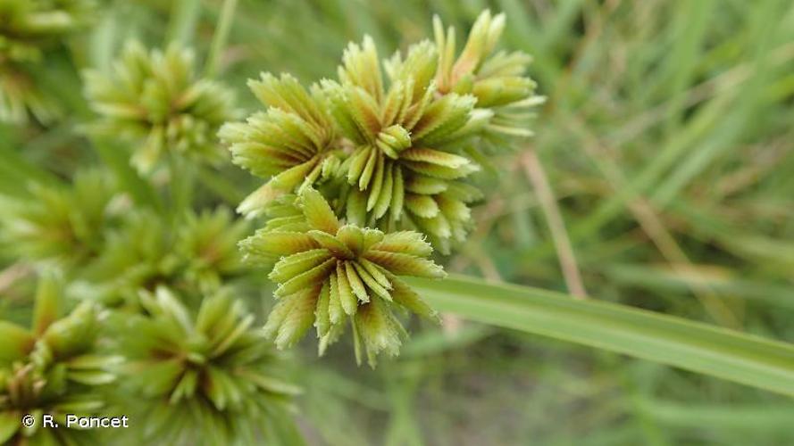 <i>Cyperus eragrostis</i> Lam., 1791 © A.-H. Paradis & R. Poncet