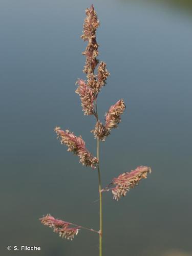 <i>Dactylis glomerata</i> L., 1753 © S. Filoche