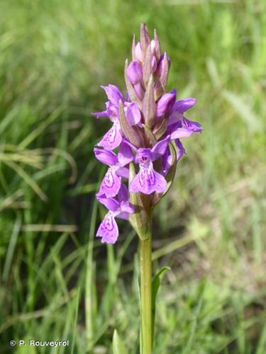 <i>Dactylorhiza elata</i> (Poir.) Soó, 1962 © P. Rouveyrol