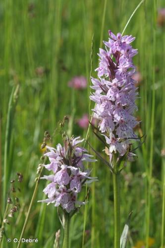 <i>Dactylorhiza maculata</i> (L.) Soó, 1962 © O. Debré