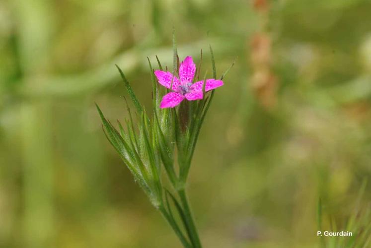 <i>Dianthus armeria</i> L., 1753 © P. Gourdain
