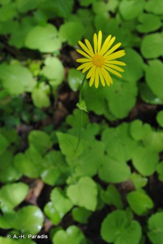 <i>Doronicum pardalianches</i> L., 1753 © A.-H. Paradis & R. Poncet