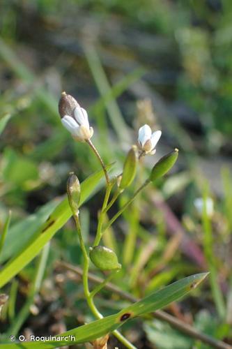 <i>Draba verna</i> L., 1753 © O. Roquinarc'h